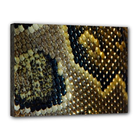 Leatherette Snake 2 Canvas 16  X 12  (stretched) by skindeep