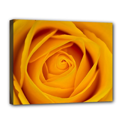 Yellow Rose Canvas 14  X 11  (framed) by JeanKellyPhoto