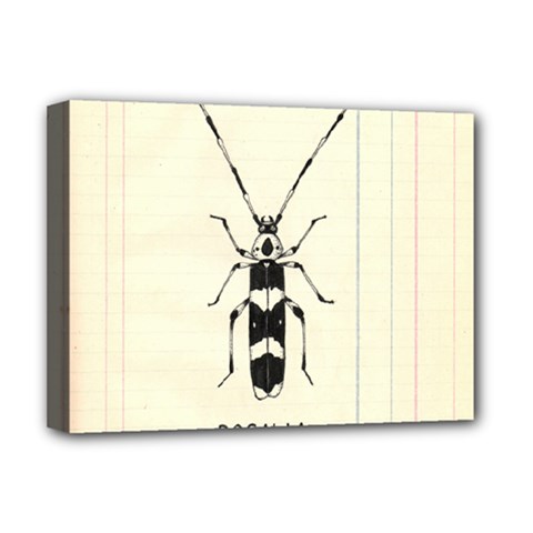 Banded Alder Borer  Deluxe Canvas 16  X 12  (stretched)  by Limerence