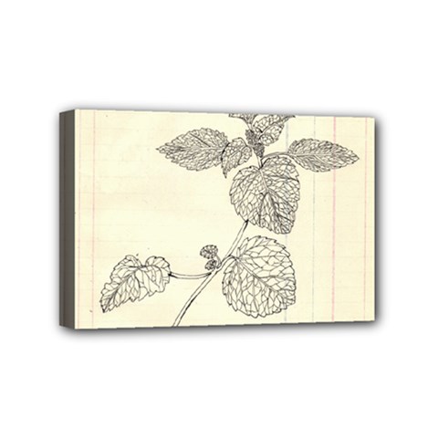 Lemon Balm Mini Canvas 6  X 4  (stretched) by Limerence
