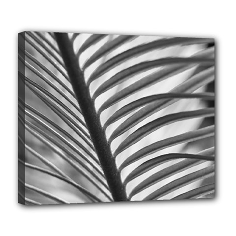 Cycas Leaf The Shadows Deluxe Canvas 24  X 20  (stretched) by DimitriosArt