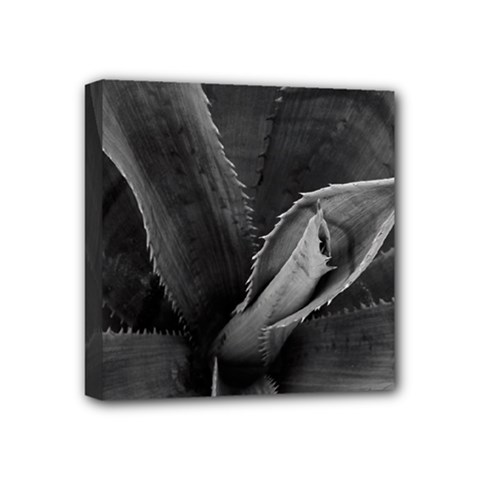 The Agave Heart Mini Canvas 4  X 4  (stretched) by DimitriosArt