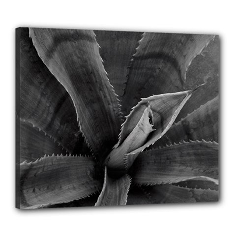 The Agave Heart Canvas 24  X 20  (stretched) by DimitriosArt