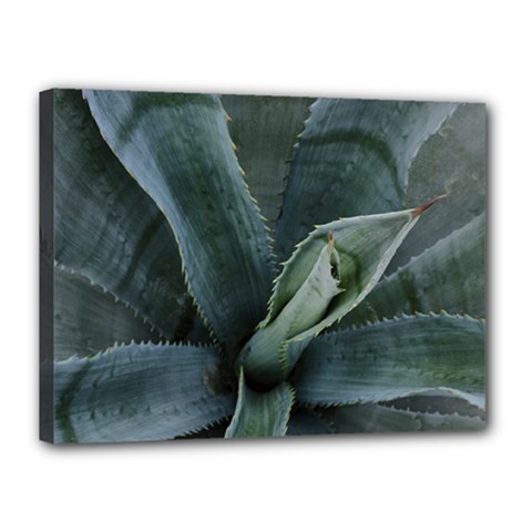 The Agave Heart Under The Light Canvas 16  X 12  (stretched) by DimitriosArt