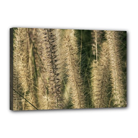 Fountain Grass Under The Sun Canvas 18  X 12  (stretched) by DimitriosArt