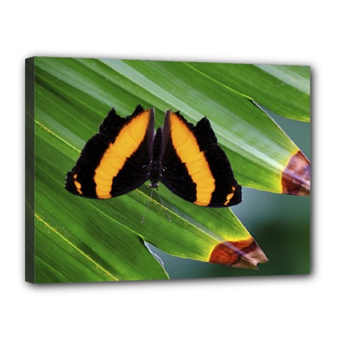 Butterfly  Canvas 16  X 12  (stretched) by DimitriosArt