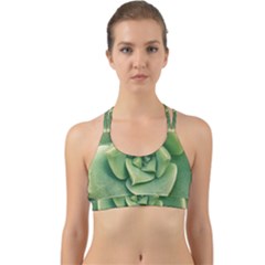 Echeveria Imbricata Closeup Photo Back Web Sports Bra by dflcprintsclothing