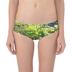 Bitter Melon Classic Bikini Bottoms