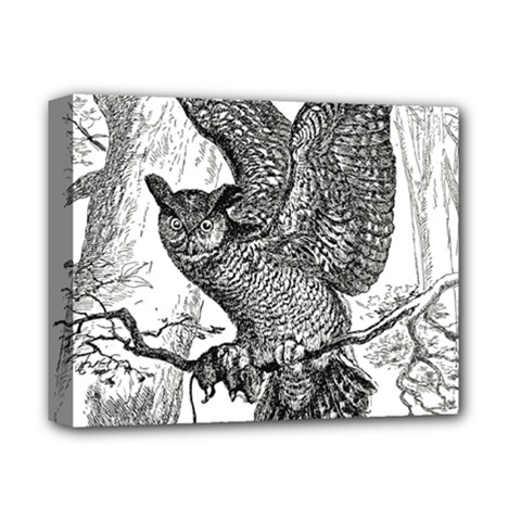 Owl-animals-wild-jungle-nature Deluxe Canvas 14  X 11  (stretched)