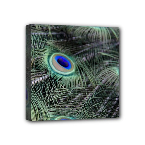 Plumage Peacock Feather Colorful Mini Canvas 4  X 4  (stretched) by Sapixe