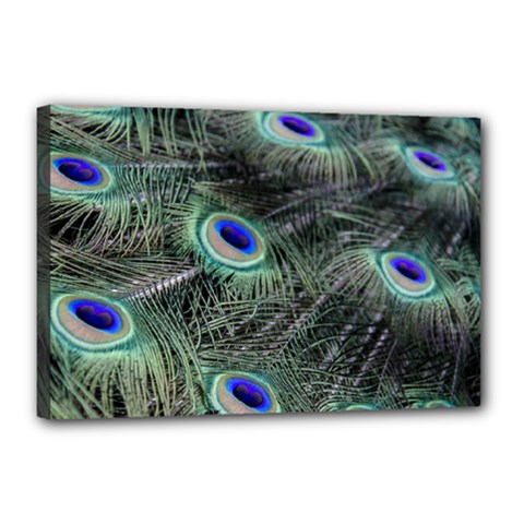 Plumage Peacock Feather Colorful Canvas 18  X 12  (stretched)