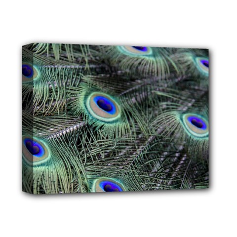 Plumage Peacock Feather Colorful Deluxe Canvas 14  X 11  (stretched) by Sapixe