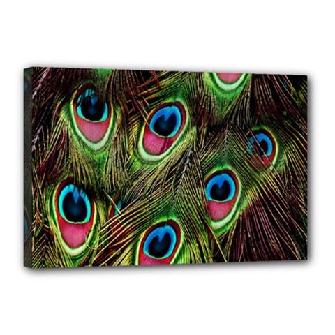 Peacock-army Canvas 18  X 12  (stretched)