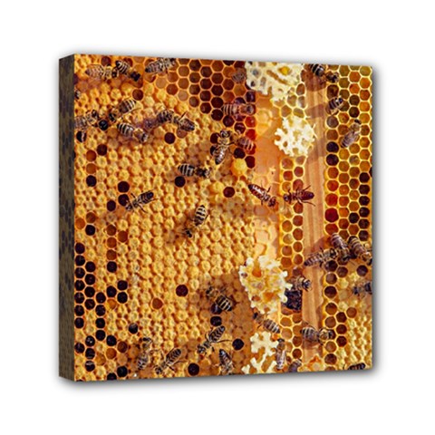 Insect Macro Honey Bee Animal Mini Canvas 6  x 6  (Stretched)