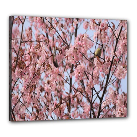 Japanese Sakura Background Canvas 24  X 20  (stretched) by artworkshop