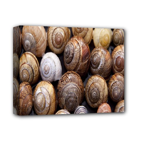 Snail Shells Pattern Arianta Arbustorum Deluxe Canvas 14  x 11  (Stretched)