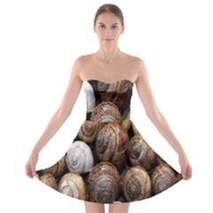 Snail Shells Pattern Arianta Arbustorum Strapless Bra Top Dress
