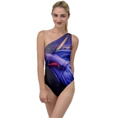 Betta Fish Photo And Wallpaper Cute Betta Fish Pictures To One Side Swimsuit