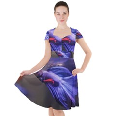 Betta Fish Photo And Wallpaper Cute Betta Fish Pictures Cap Sleeve Midi Dress