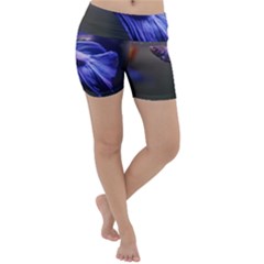 Betta Fish Photo And Wallpaper Cute Betta Fish Pictures Lightweight Velour Yoga Shorts