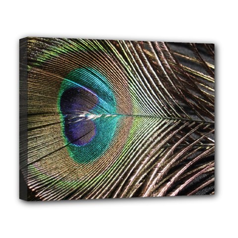 Peacock Deluxe Canvas 20  X 16  (stretched)