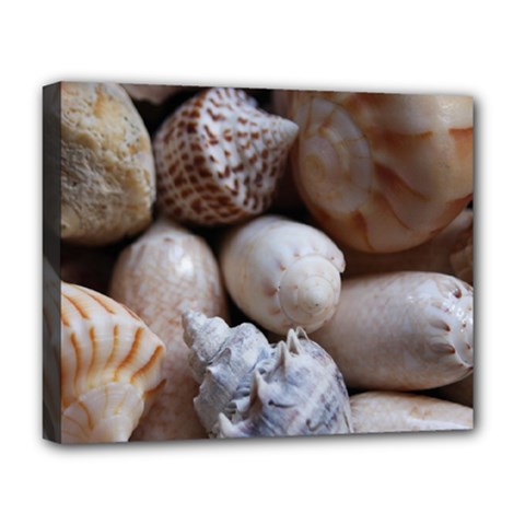 Beautiful Seashells  Deluxe Canvas 20  X 16  (stretched) by StarvingArtisan