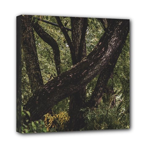 Botanical Motif Trees Detail Photography Mini Canvas 8  X 8  (stretched) by dflcprintsclothing