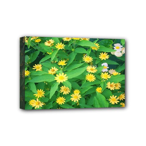 Flower Plant Spring Mini Canvas 6  X 4  (stretched)