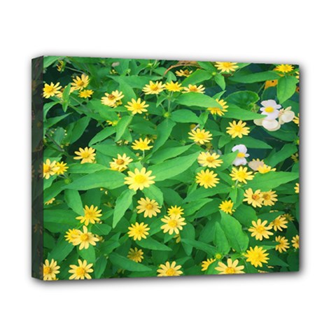 Flower Plant Spring Canvas 10  X 8  (stretched)