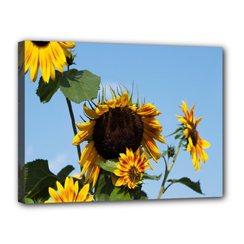 Sunflower Flower Yellow Canvas 16  X 12  (stretched) by artworkshop