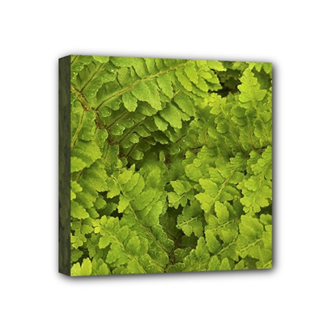 Botanical Motif Plants Detail Photography Mini Canvas 4  X 4  (stretched) by dflcprintsclothing