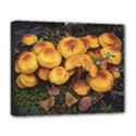 Orange Mushrooms In Patagonia Forest, Ushuaia, Argentina Deluxe Canvas 20  x 16  (Stretched) View1