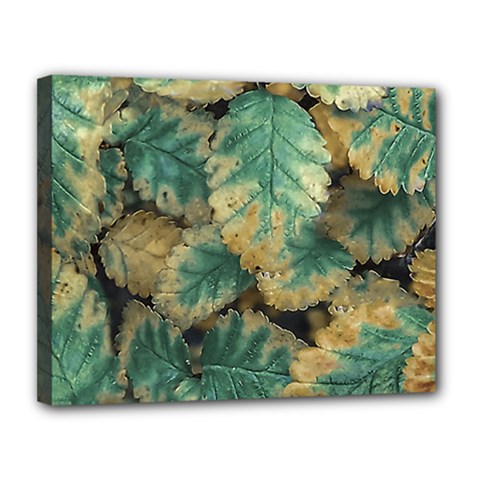 Colored Close Up Plants Leaves Pattern Canvas 14  X 11  (stretched) by dflcprintsclothing