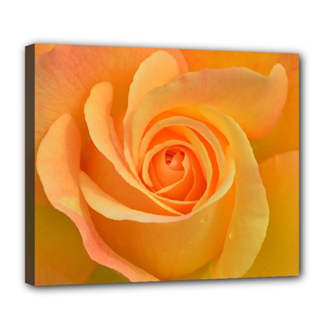 Flower Plant Rose Nature Garden Orange Macro Deluxe Canvas 24  x 20  (Stretched)