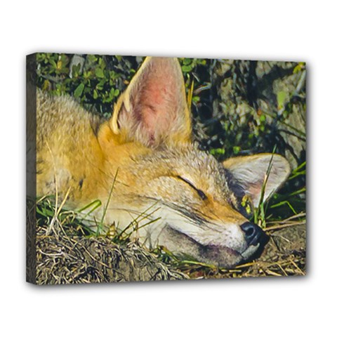 Fox Sleeping Closeup Photo Canvas 14  X 11  (stretched) by dflcprintsclothing