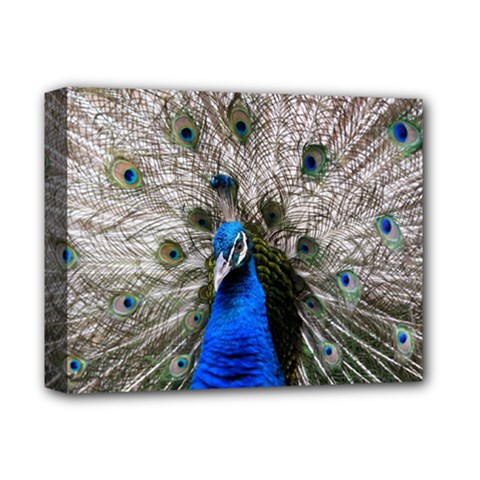 Peacock Bird Animal Feather Nature Colorful Deluxe Canvas 14  X 11  (stretched)