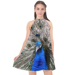 Peacock Bird Animal Feather Nature Colorful Halter Neckline Chiffon Dress  by Ravend