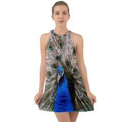 Peacock Bird Animal Feather Nature Colorful Halter Tie Back Chiffon Dress