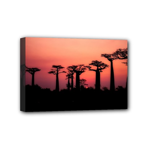 Baobabs Trees Silhouette Landscape Sunset Dusk Mini Canvas 6  X 4  (stretched) by Jancukart