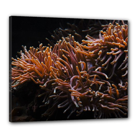 Sea Anemone Coral Underwater Ocean Sea Water Canvas 24  X 20  (stretched) by Wegoenart