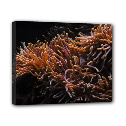 Sea Anemone Coral Underwater Ocean Sea Water Canvas 10  X 8  (stretched) by pakminggu