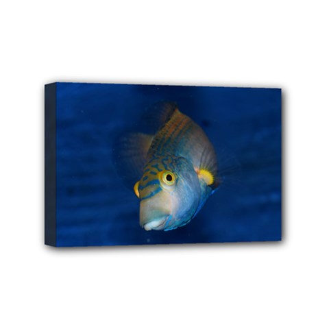 Fish Blue Animal Water Nature Mini Canvas 6  x 4  (Stretched)