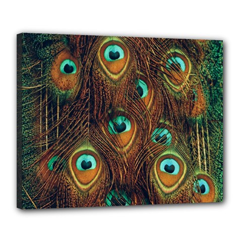 Peacock Feathers Canvas 20  X 16  (stretched)