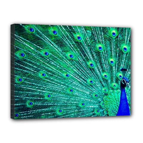 Green And Blue Peafowl Peacock Animal Color Brightly Colored Canvas 16  x 12  (Stretched)