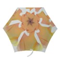 Lady Mini Folding Umbrellas View1