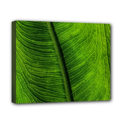 Green-leaf-plant-freshness-color Canvas 10  X 8  (stretched) by Bedest