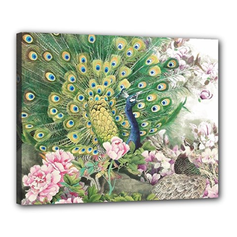 Peafowl Peacock Feather-beautiful Canvas 20  X 16  (stretched)