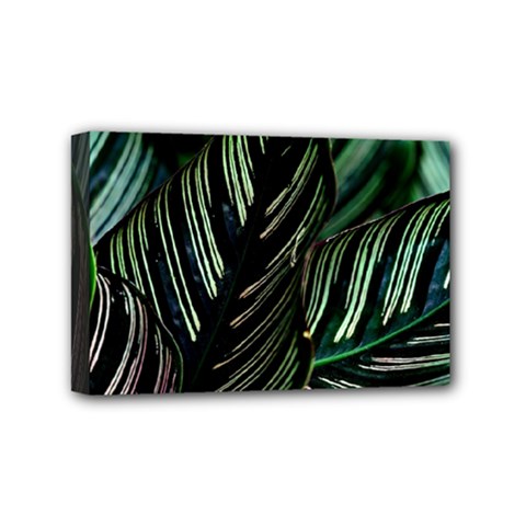 Calathea Leaves Strippe Line Mini Canvas 6  X 4  (stretched)