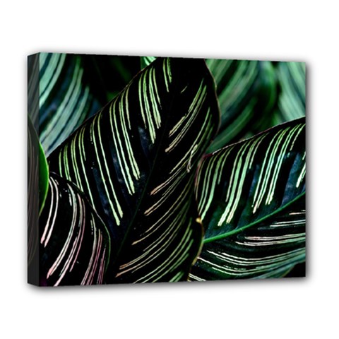 Calathea Leaves Strippe Line Deluxe Canvas 20  x 16  (Stretched)