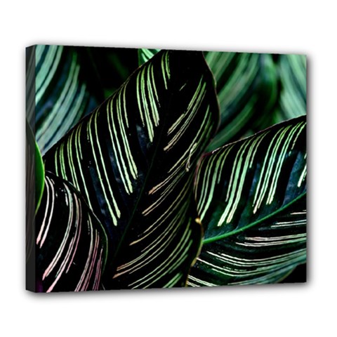 Calathea Leaves Strippe Line Deluxe Canvas 24  X 20  (stretched) by Ravend